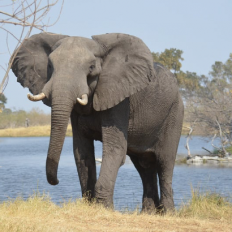 Blog | Elephants | Aadri